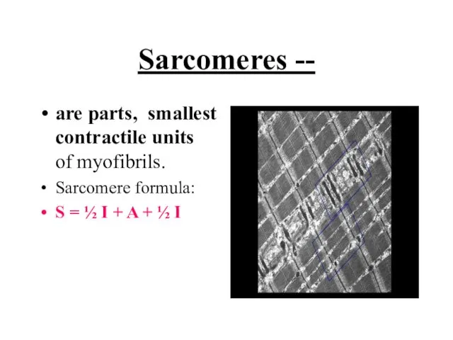 Sarcomeres -- are parts, smallest contractile units of myofibrils. Sarcomere formula: S =