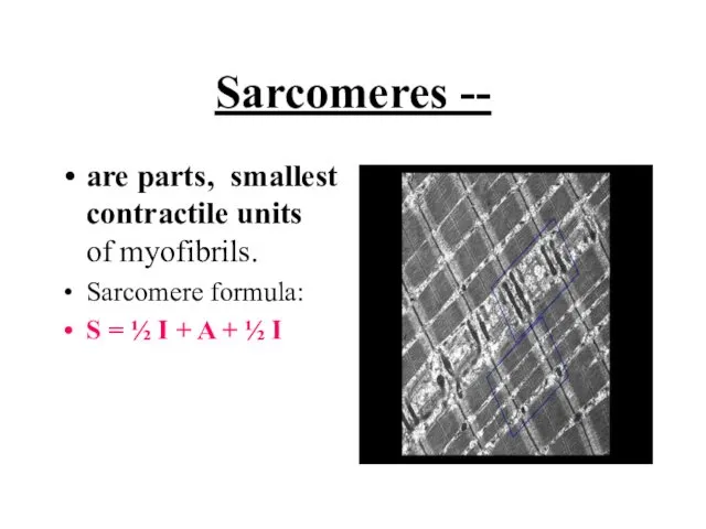 Sarcomeres -- are parts, smallest contractile units of myofibrils. Sarcomere