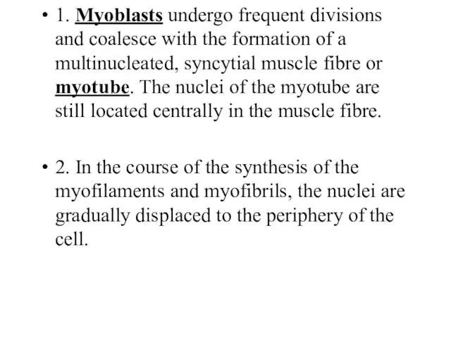 1. Myoblasts undergo frequent divisions and coalesce with the formation of a multinucleated,