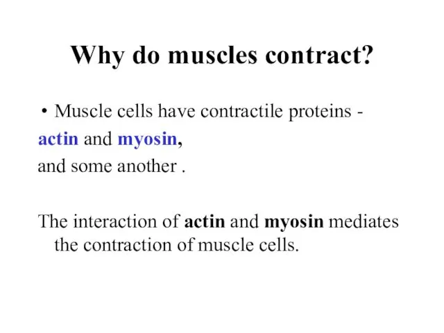 Why do muscles contract? Muscle cells have contractile proteins - actin and myosin,