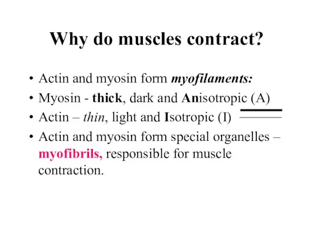 Why do muscles contract? Actin and myosin form myofilaments: Myosin - thick, dark