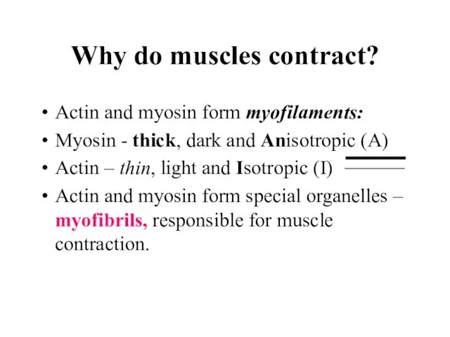 Why do muscles contract? Actin and myosin form myofilaments: Myosin