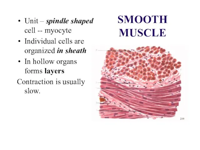 SMOOTH MUSCLE Unit – spindle shaped cell -- myocyte Individual cells are organized