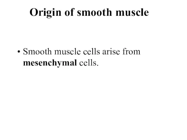 Origin of smooth muscle Smooth muscle cells arise from mesenchymal cells.