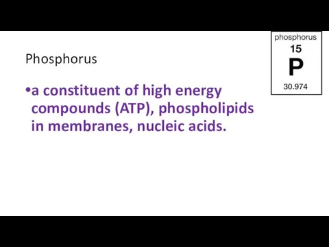 Phosphorus a constituent of high energy compounds (ATP), phospholipids in membranes, nucleic acids.