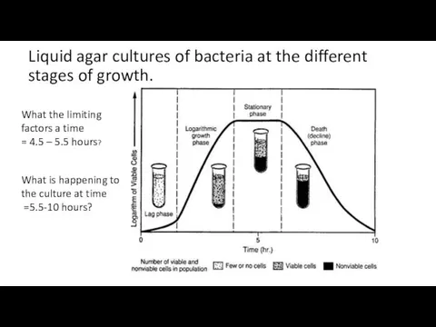 Liquid agar cultures of bacteria at the different stages of