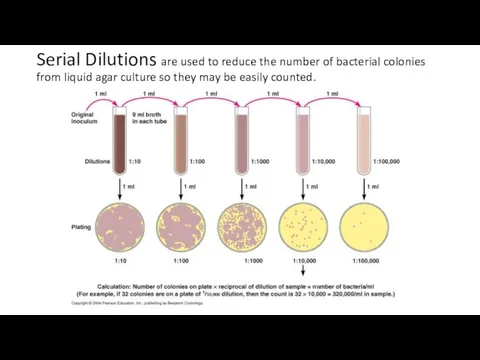 Serial Dilutions are used to reduce the number of bacterial