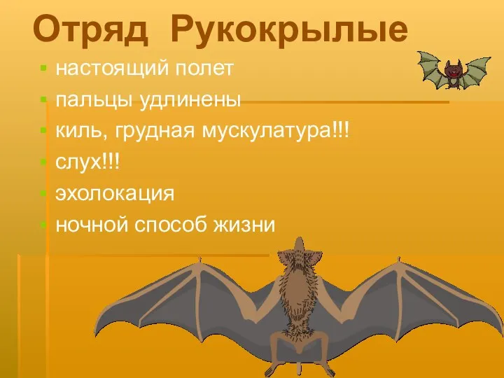 Отряд Рукокрылые настоящий полет пальцы удлинены киль, грудная мускулатура!!! слух!!! эхолокация ночной способ жизни