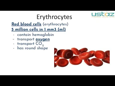 Red blood cells (erythrocytes) 5 million cells in 1 mm3