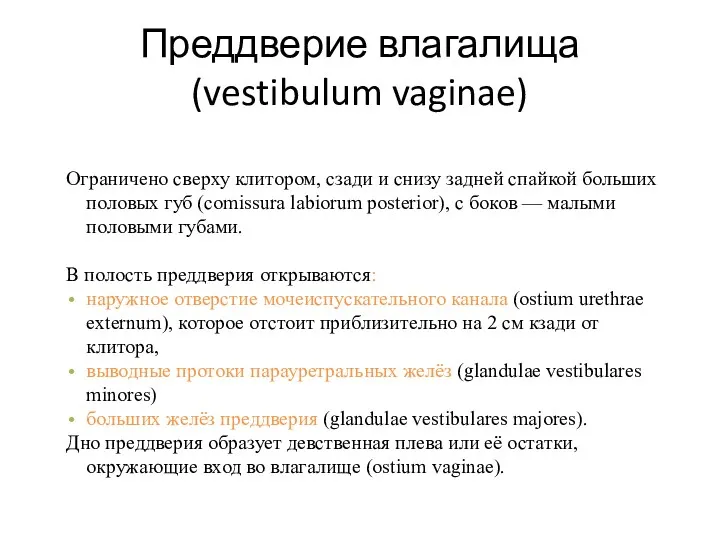 Преддверие влагалища (vestibulum vaginae) Ограничено сверху клитором, сзади и снизу