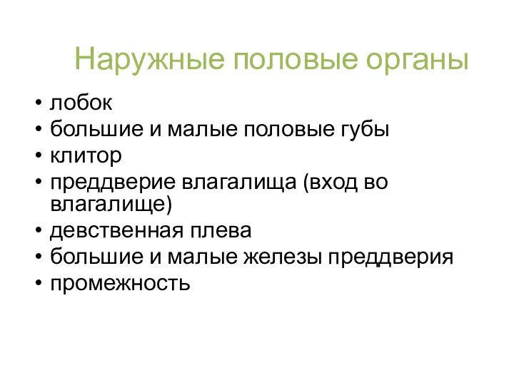 Наружные половые органы лобок большие и малые половые губы клитор