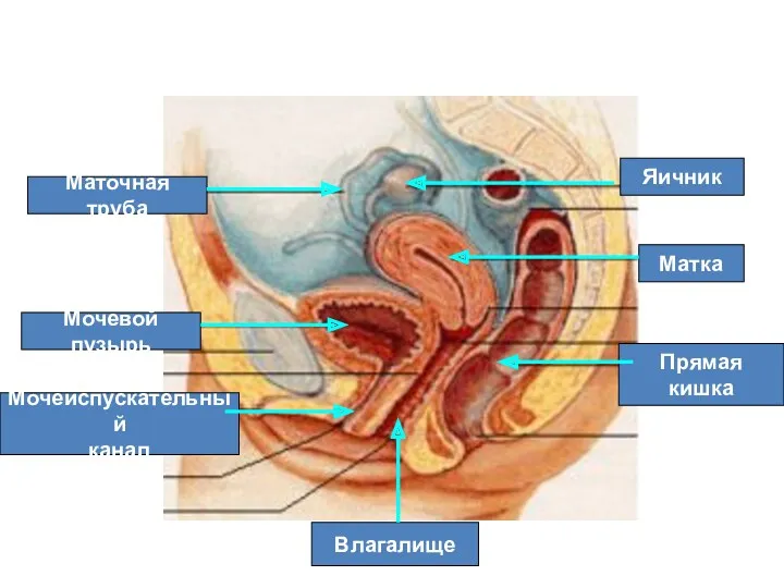Яичник Маточная труба Матка Мочевой пузырь Мочеиспускательный канал Влагалище Прямая кишка