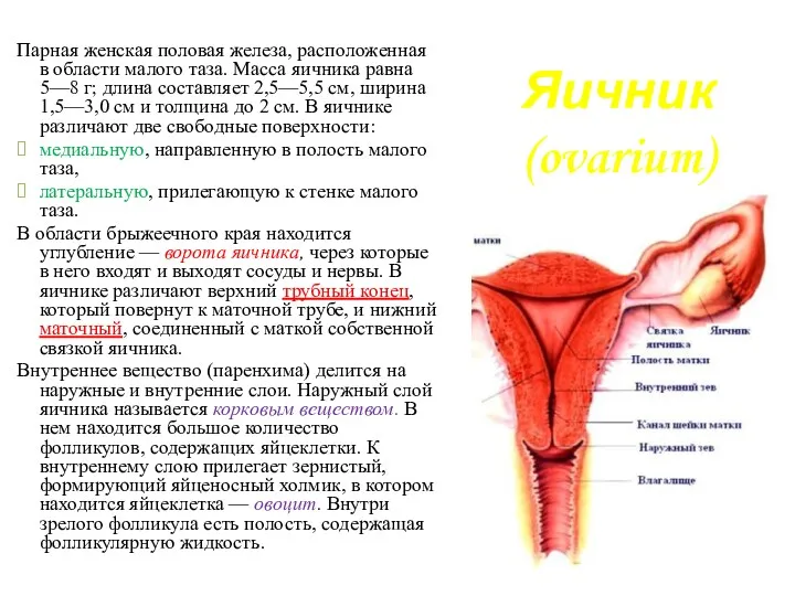 Яичник (ovarium) Парная женская половая железа, расположенная в области малого