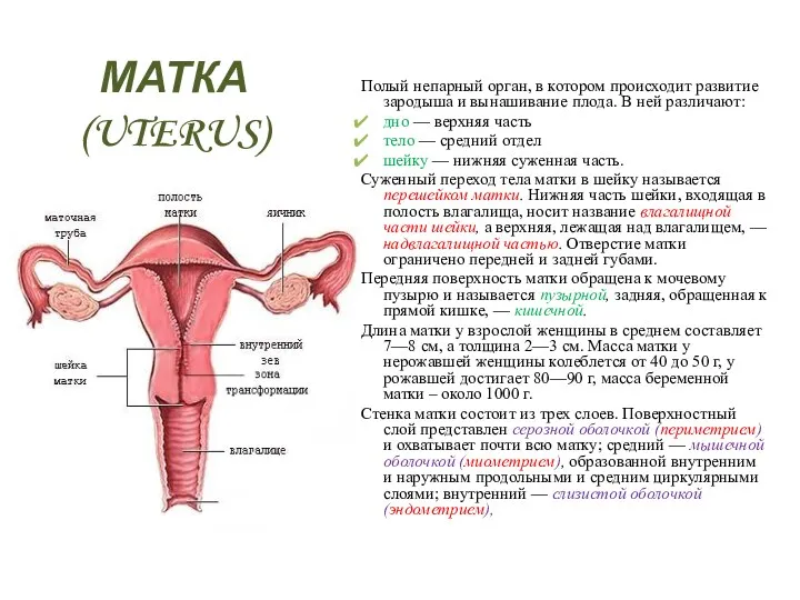 МАТКА (UTERUS) Полый непарный орган, в котором происходит развитие зародыша