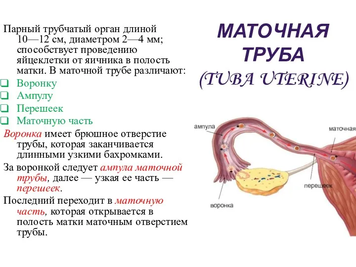 МАТОЧНАЯ ТРУБА (TUBA UTERINE) Парный трубчатый орган длиной 10—12 см,