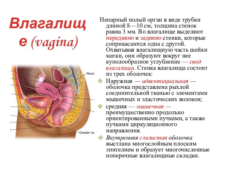 Влагалище (vagina) Непарный полый орган в виде трубки длиной 8—10