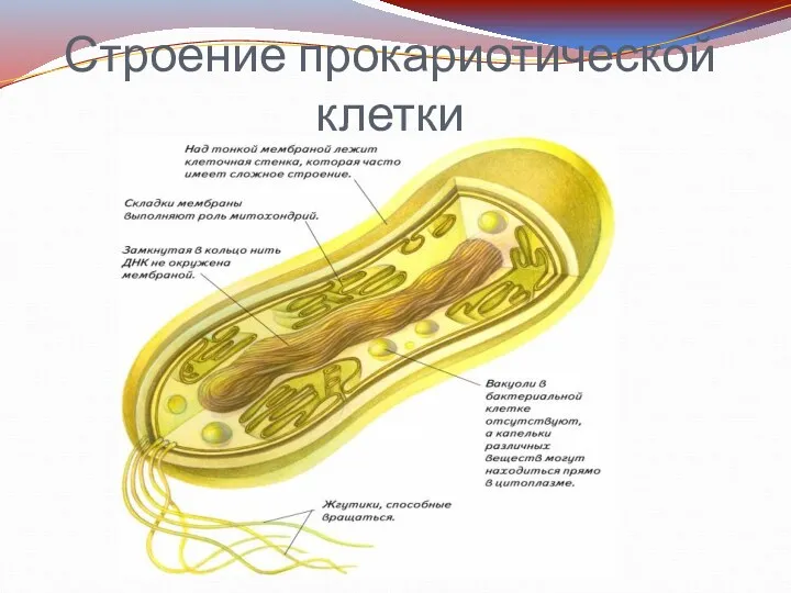 Строение прокариотической клетки