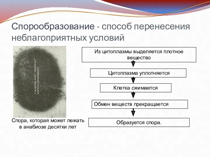 Спорообразование - способ перенесения неблагоприятных условий Из цитоплазмы выделяется плотное