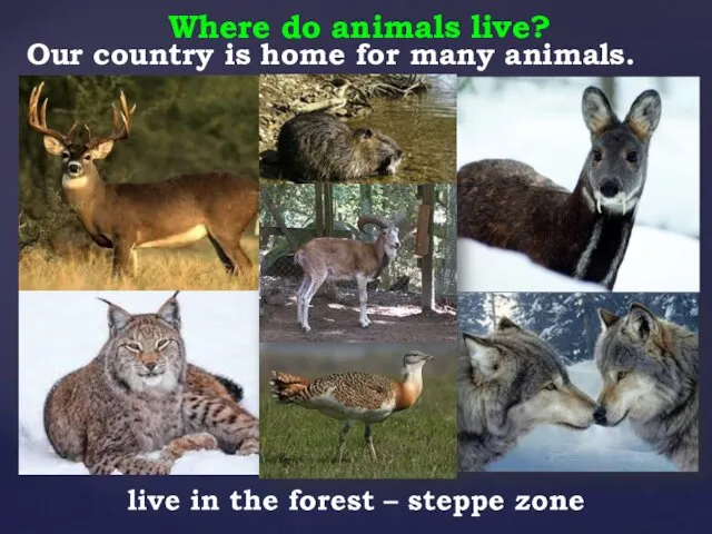 Where do animals live? Our country is home for many animals.