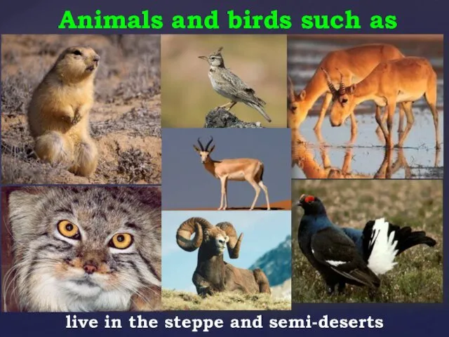 Animals and birds such as