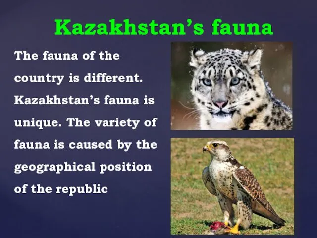 Kazakhstan’s fauna The fauna of the country is different. Kazakhstan’s