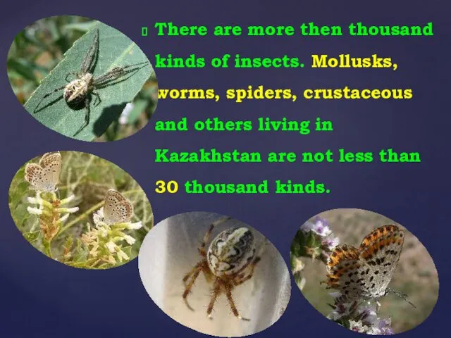 There are more then thousand kinds of insects. Mollusks, worms,