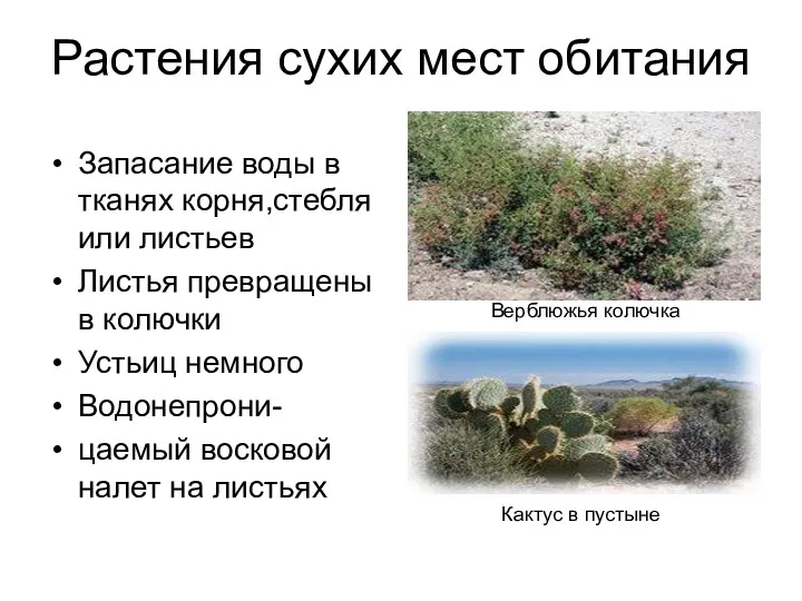 Растения сухих мест обитания Запасание воды в тканях корня,стебля или