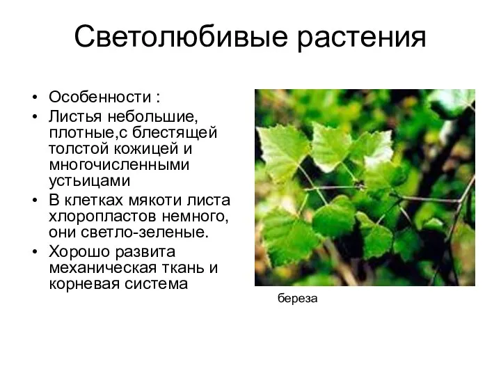Светолюбивые растения Особенности : Листья небольшие,плотные,с блестящей толстой кожицей и
