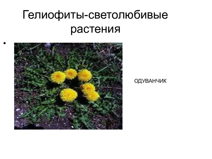 Гелиофиты-светолюбивые растения ТОН ОДУВАНЧИК