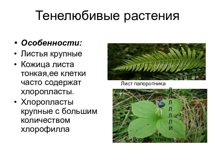 Тенелюбивые растения Особенности: Листья крупные Кожица листа тонкая,ее клетки часто