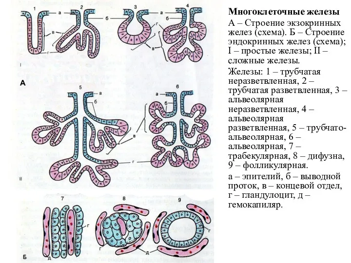 Многоклеточные железы А – Строение экзокринных желез (схема). Б – Строение эндокринных желез