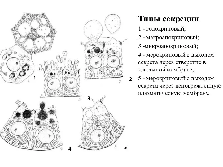 Типы секреции 1 - голокриновый; 2 - макроапокриновый; 3 -микроапокриновый; 4 - мерокриновый