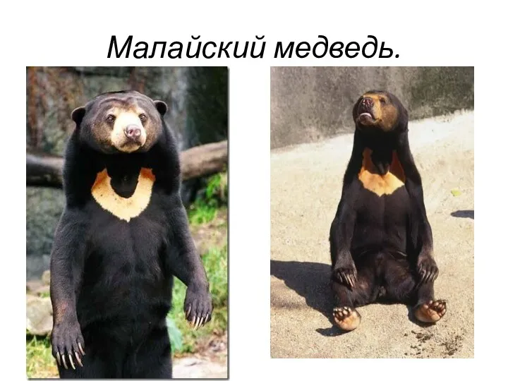 Малайский медведь.