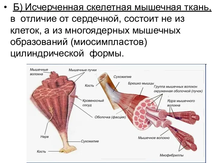 Б) Исчерченная скелетная мышечная ткань, в отличие от сердечной, состоит