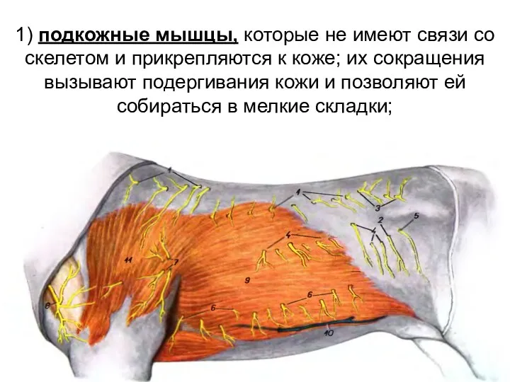 1) подкожные мышцы, которые не имеют связи со скелетом и