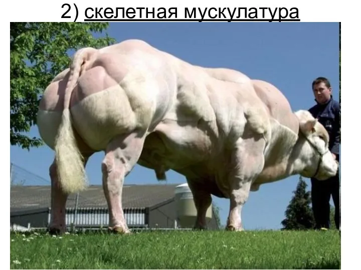 2) скелетная мускулатура