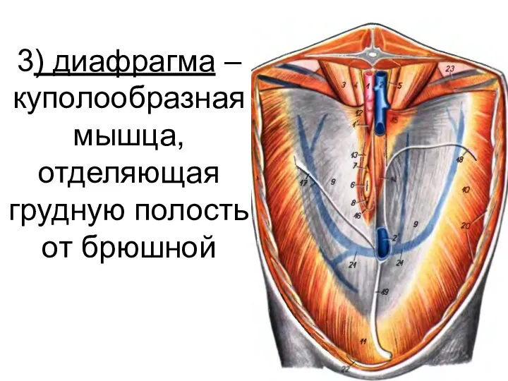 3) диафрагма – куполообразная мышца, отделяющая грудную полость от брюшной