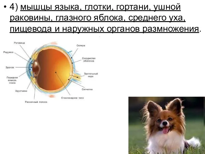 4) мышцы языка, глотки, гортани, ушной раковины, глазного яблока, среднего уха, пищевода и наружных органов размножения.