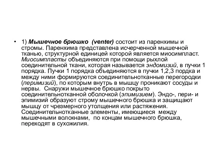 1) Мышечное брюшко (venter) состоит из паренхимы и стромы. Паренхима