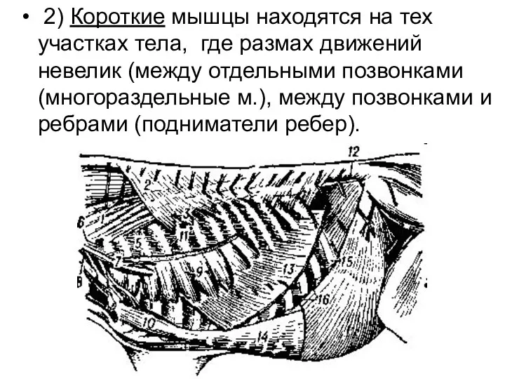 2) Короткие мышцы находятся на тех участках тела, где размах