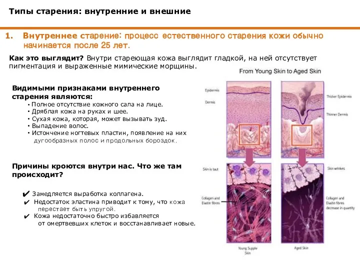 Типы старения: внутренние и внешние Внутреннее старение: процесс естественного старения