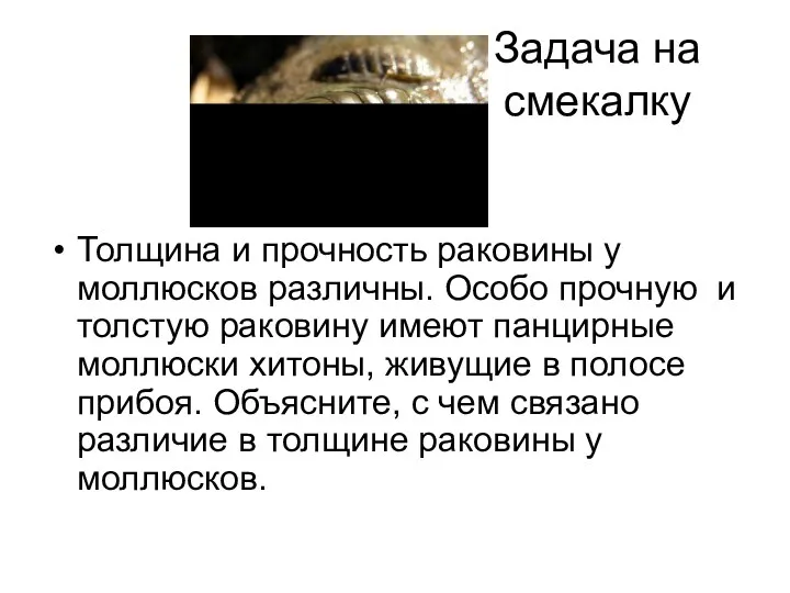 Задача на смекалку Толщина и прочность раковины у моллюсков различны.