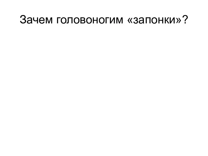 Зачем головоногим «запонки»?