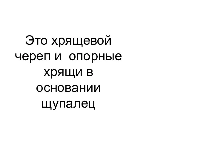 Это хрящевой череп и опорные хрящи в основании щупалец