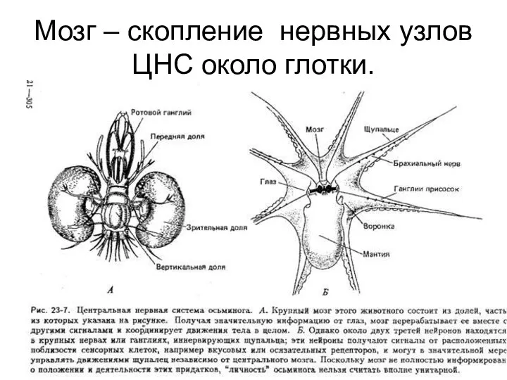 Мозг – скопление нервных узлов ЦНС около глотки.