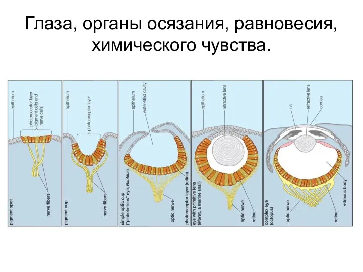 Глаза, органы осязания, равновесия, химического чувства.