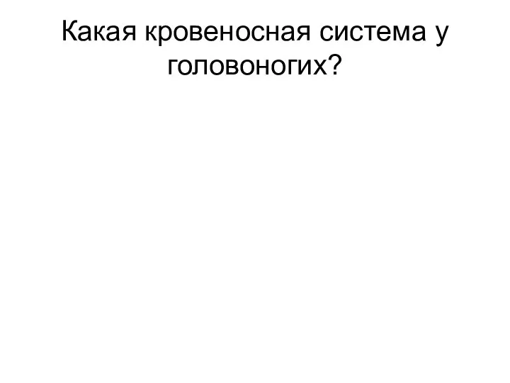 Какая кровеносная система у головоногих?