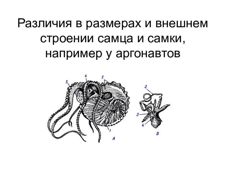 Различия в размерах и внешнем строении самца и самки, например у аргонавтов