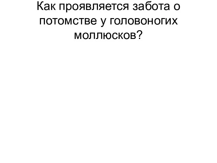 Как проявляется забота о потомстве у головоногих моллюсков?