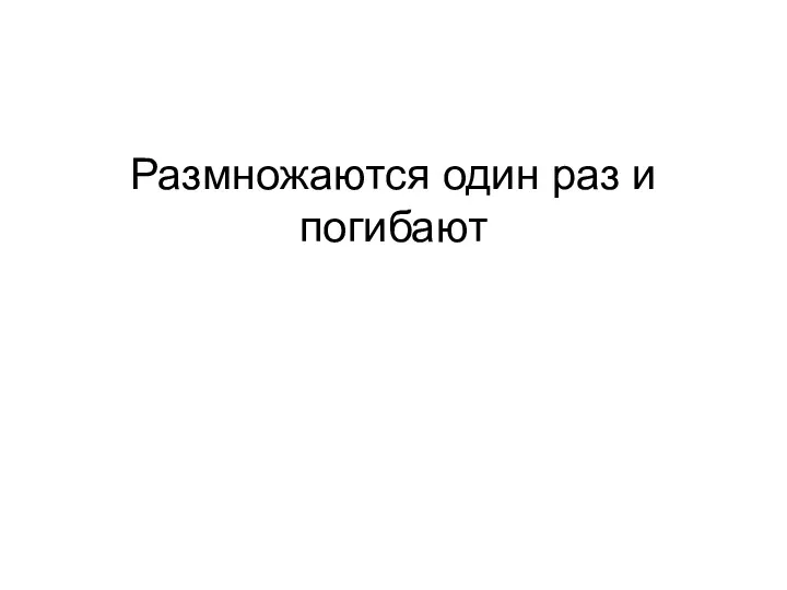 Размножаются один раз и погибают